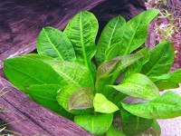 Снимка на Echinodorus parviflorus, (Rataj, 1970)